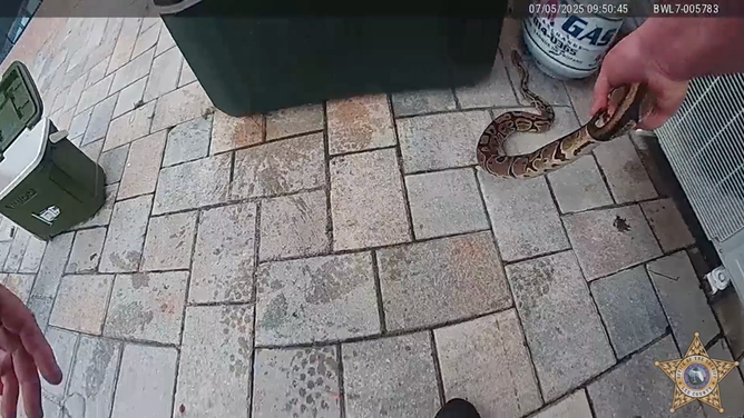 The ball python being pulled out from behind a cooler.